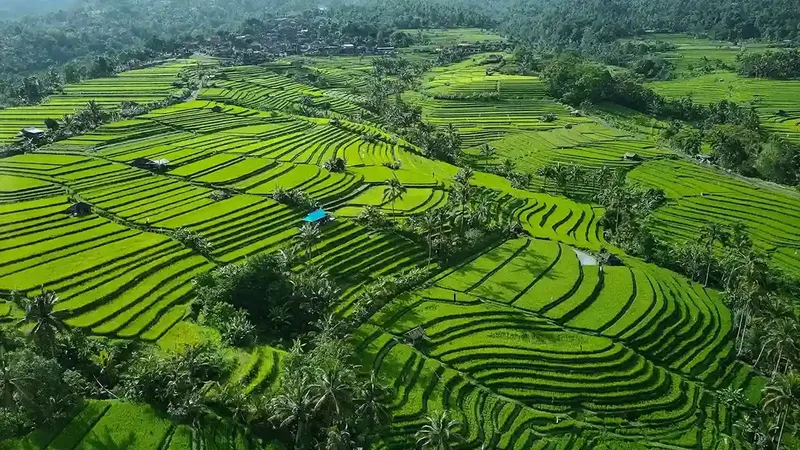 Aerial view of the Jatiluwih rice terraces in Tabanan, Bali
