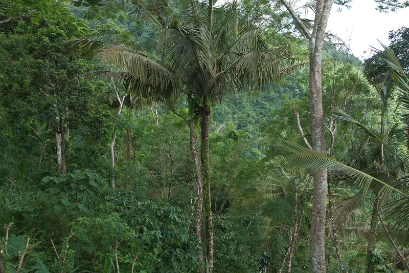 Dense tropical forest on the slopes of Mount Lempuyang, east Bali