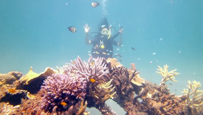 Coral reef and reef fish underwater at Pemuteran, north Bali