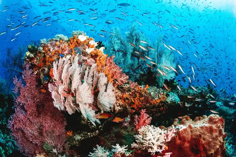 Soft coral and schooling reef fish underwater in Raja Ampat